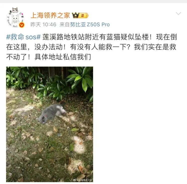 Vor-Ort-Bild der Rasenflaeche nahe der Metrostation Lianxi Road