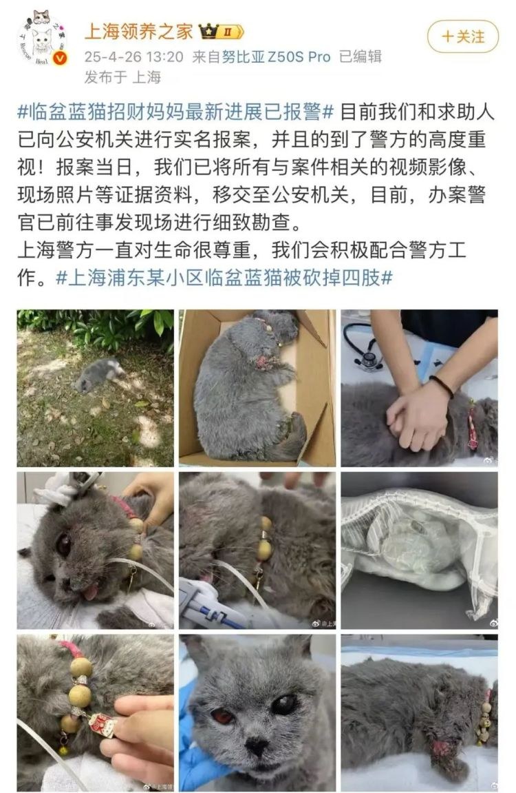Oeffentlicher Screenshot von Shanghai Adoption Home zu Polizeieinsatz und Tatortpruefung