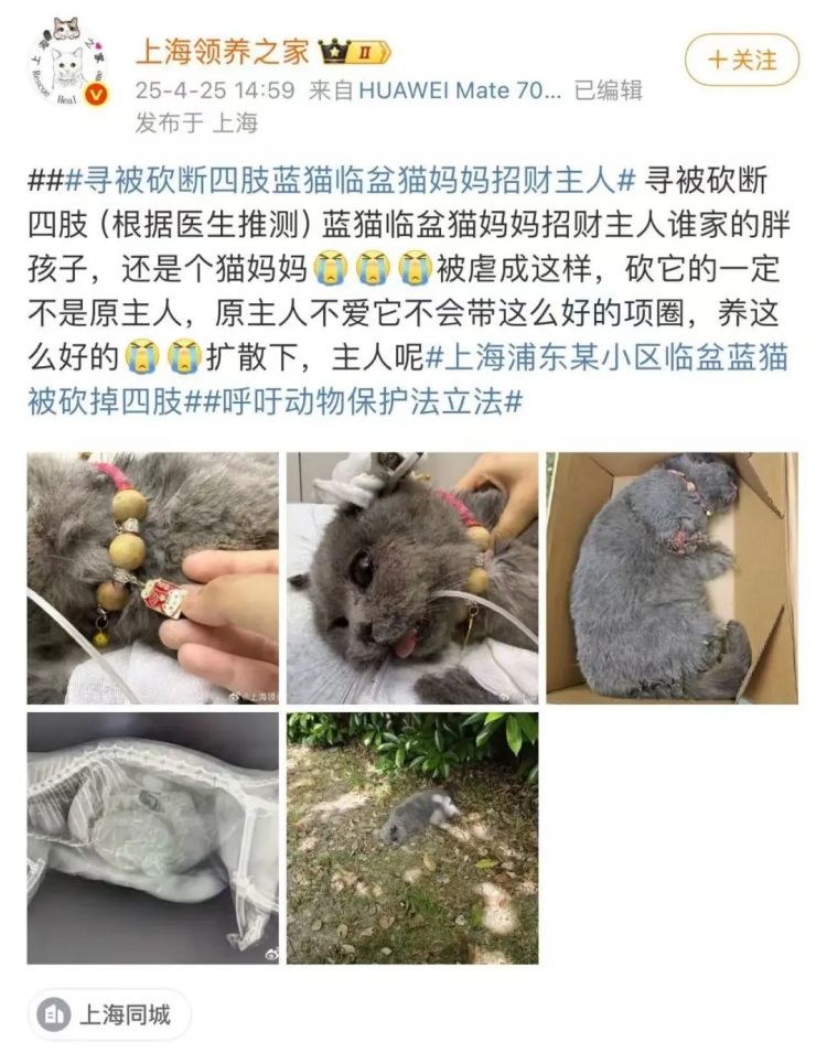 Hilferuf-Screenshots von Shanghai Adoption Home zu Zhaocai