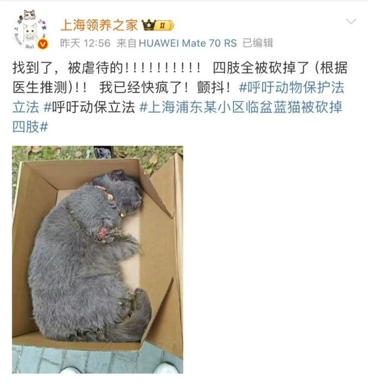Oeffentliches Bild der schwangeren blauen Katze Zhaocai waehrend der Rettung