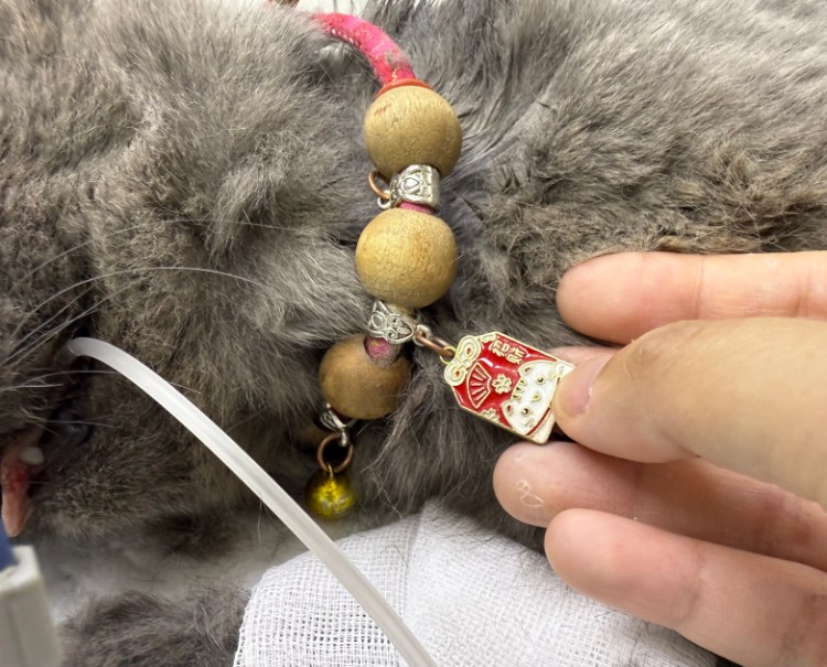 Detail des Halsbands mit dem Namen Zhaocai
