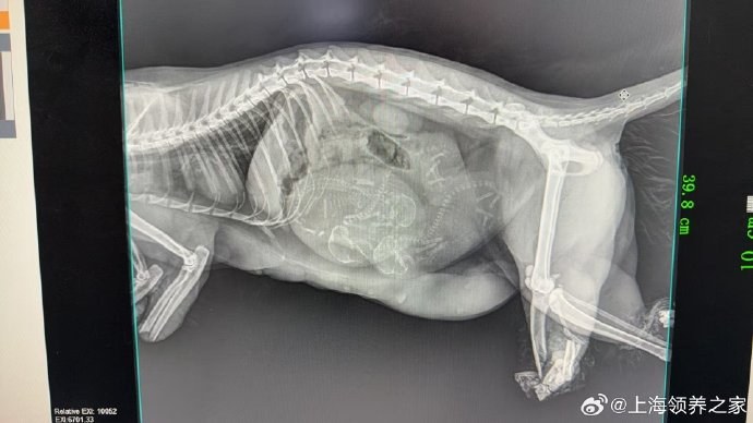 Oeffentliches CT-Bild im Zusammenhang mit Zhaocais Schwangerschaft