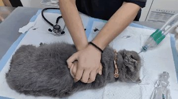 Oeffentliches Bild von Zhaocais Notbehandlung in der Tierklinik