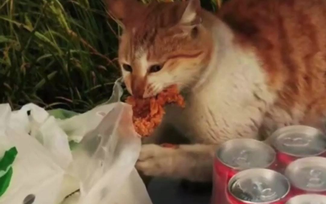 Verletzte Katze in einem oeffentlichen Video