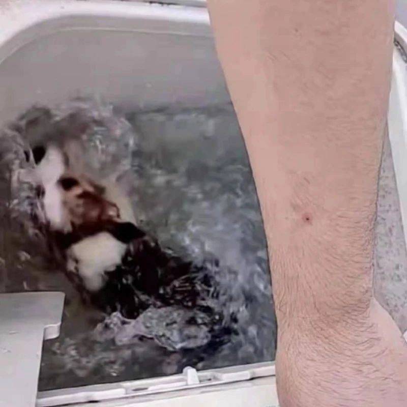 Der Corgi in einem Screenshot des Online-Videos
