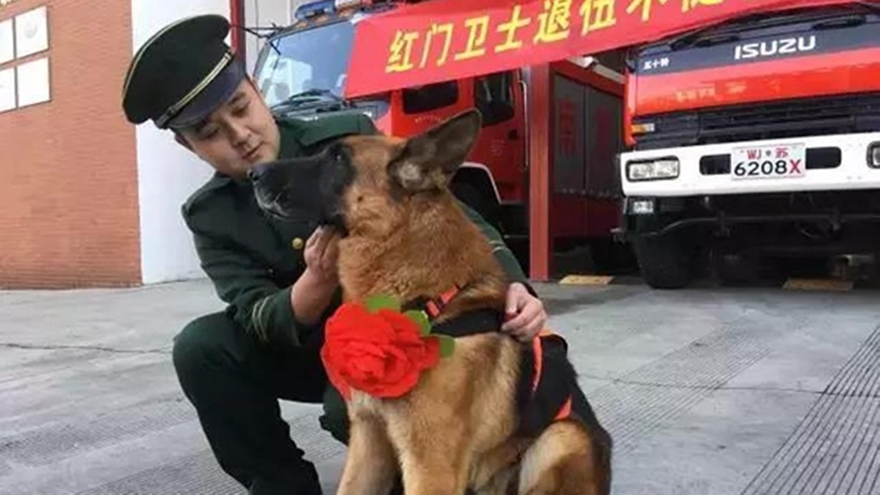 Bild aus einem Bericht ueber den Such- und Rettungshund Shenhu. Bildquelle: HK01.