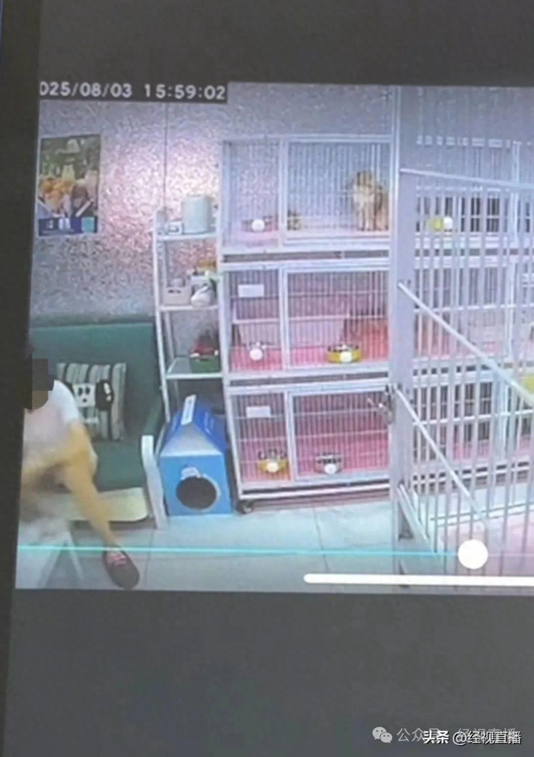 Ueberwachungsbild aus dem Kitten-Zimmer des Baoying Cat Cafes in Shenyang