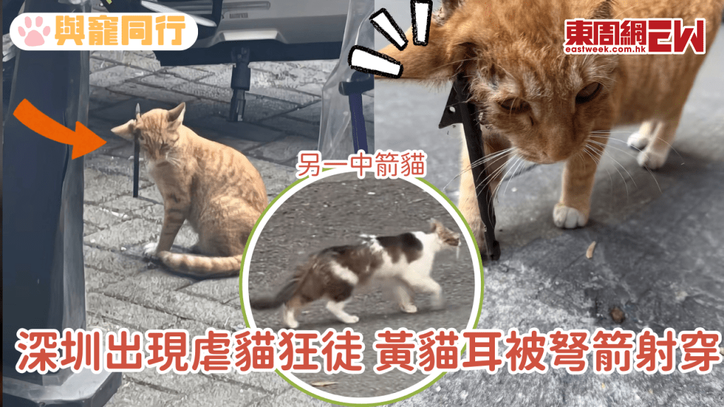 Oeffentliches Bild aus dem Eastweek-Bericht: Eine kleine gelbe Gemeinschaftskatze in Shenzhen wurde am Ohr durch einen pfeilartigen Gegenstand verletzt; das Bild erwaehnt zugleich eine weitere getroffene Katze in der Naehe. Quelle: Eastweek.
