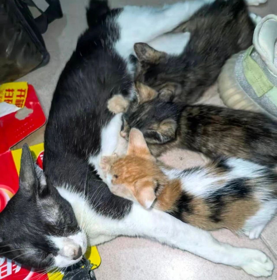 Katzenmutter mit drei Kitten