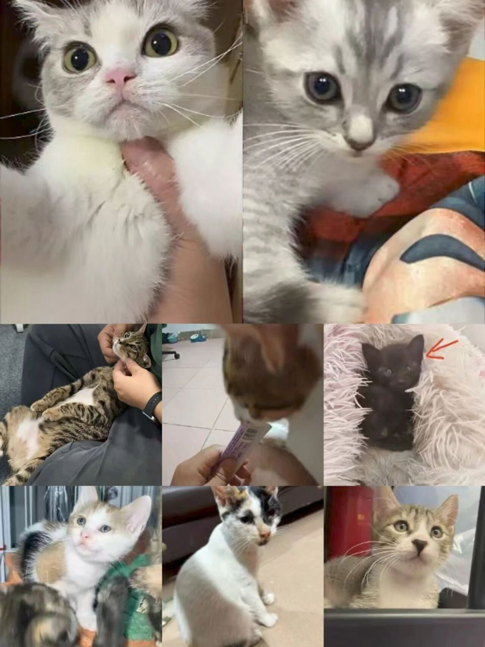 Collage einiger betroffener Katzen