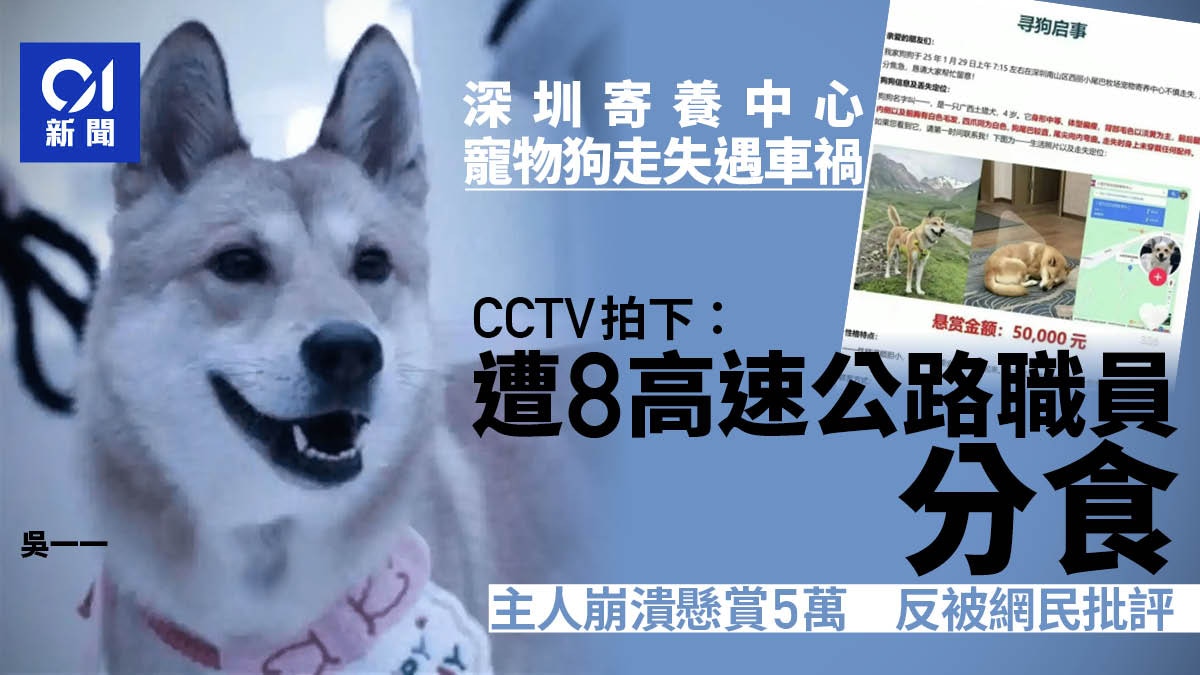 Berichtsbild zum Fall des Shenzhen-Hundes Wu Yiyi, der nach dem Entlaufen bei einem Verkehrsunfall starb und dessen Ueberreste eigenmaechtig beseitigt wurden