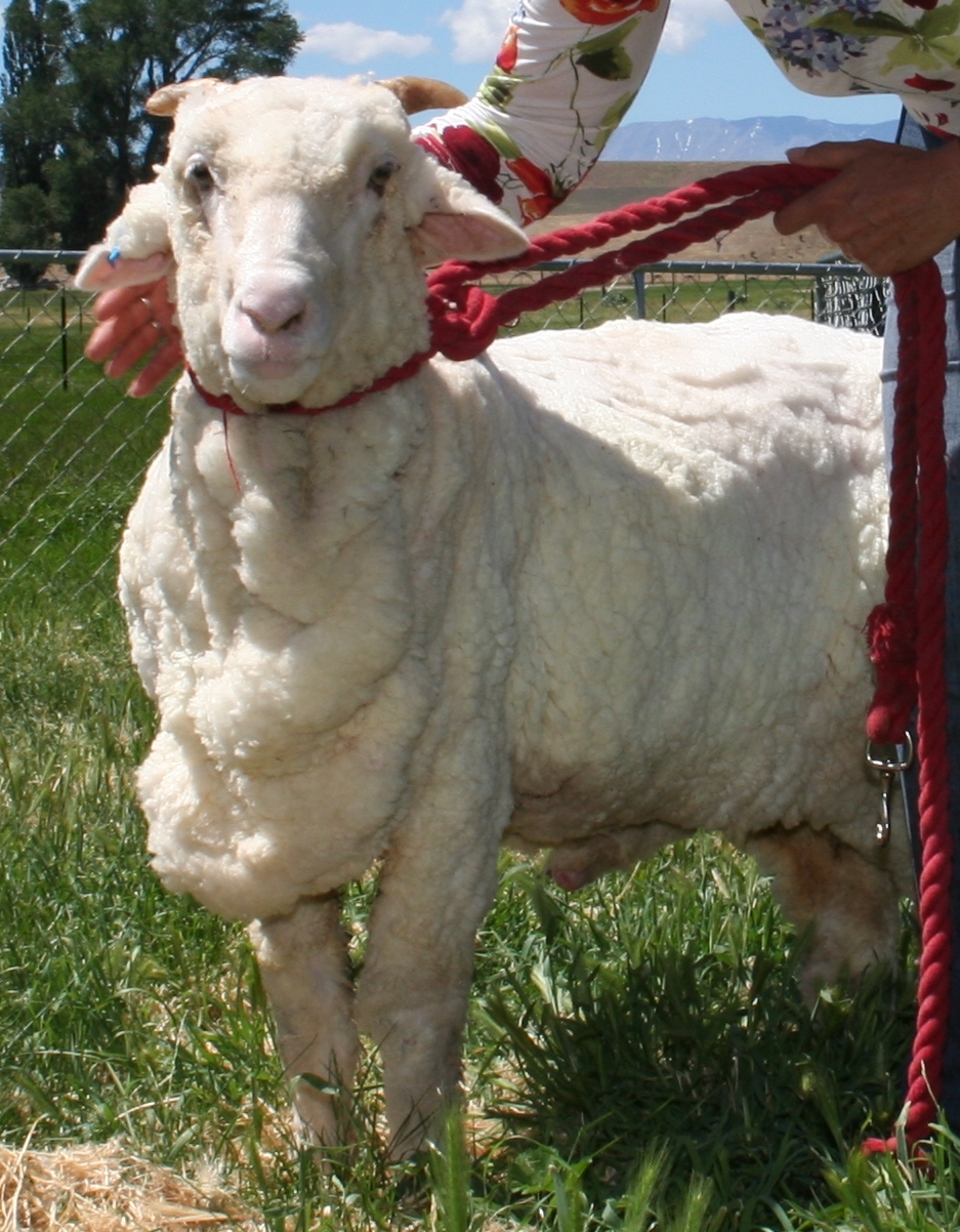 Oeffentliches Bild von Shrek. Bildquelle: Wikimedia Commons, lokal gespeichert.