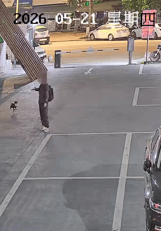 Ueberwachungsbild von Shiba Inu Happy, der nahe einem Parkplatz auf den Feierabend seiner Halterin wartet
