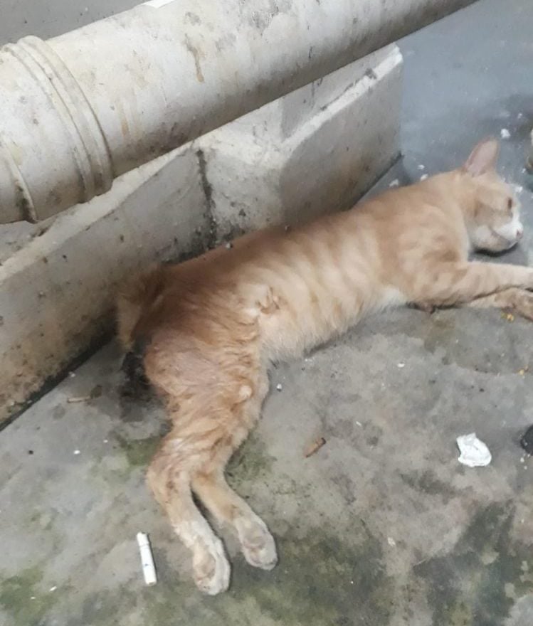 Von MustShareNews oeffentlich berichtetes Bild, lokal gesichert: Singapur: Zunahme mutmasslicher Misshandlungsfaelle von Community-Katzen in Ang Mo Kio.