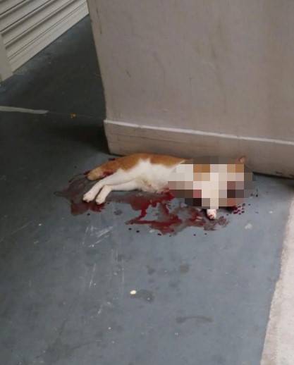 Von MustShareNews oeffentlich berichtetes Bild, lokal gesichert: Singapur: Zunahme mutmasslicher Misshandlungsfaelle von Community-Katzen in Ang Mo Kio.