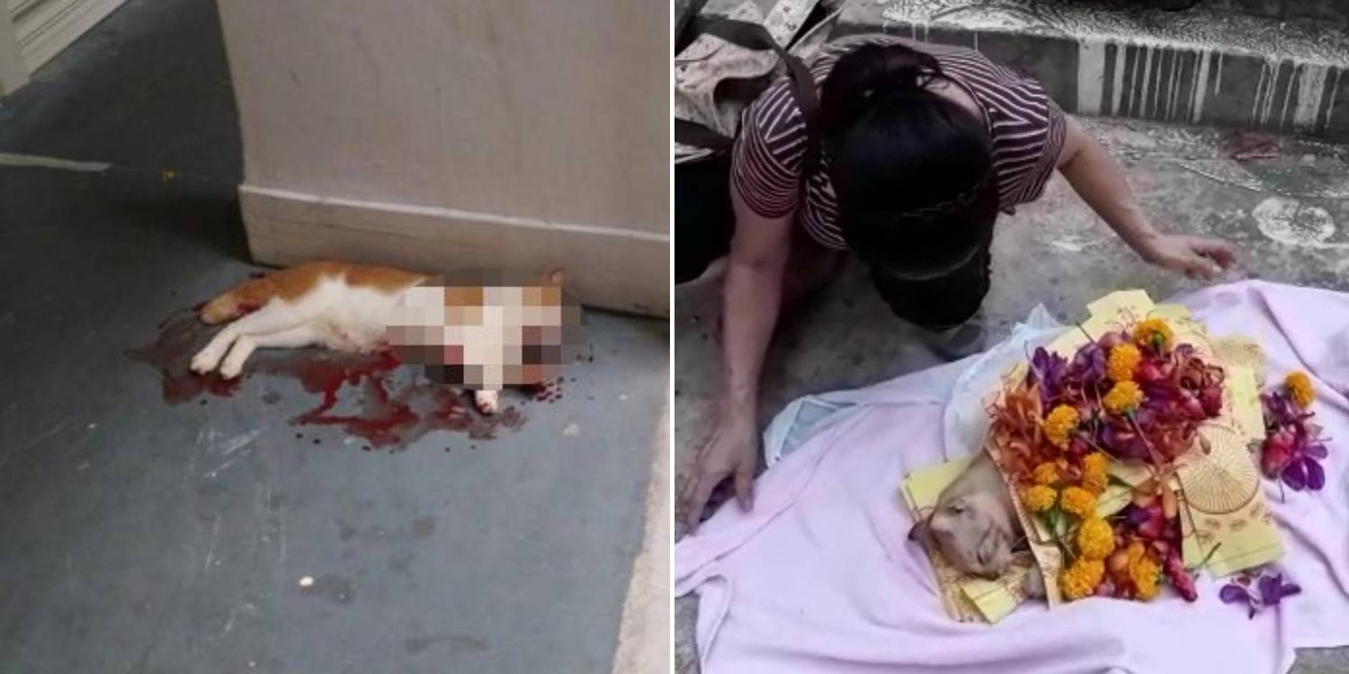 Von MustShareNews oeffentlich berichtetes Bild, lokal gesichert: Singapur: Zunahme mutmasslicher Misshandlungsfaelle von Community-Katzen in Ang Mo Kio.