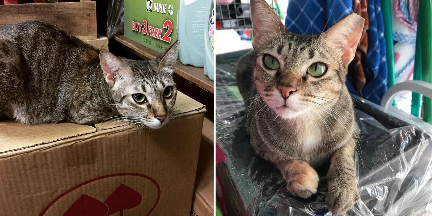 Oeffentlich berichtetes Bild von MustShareNews, lokal gesichert: Singapur: Gemeindekatze Mimi nach Einschnueren in einem Sack vermisst.