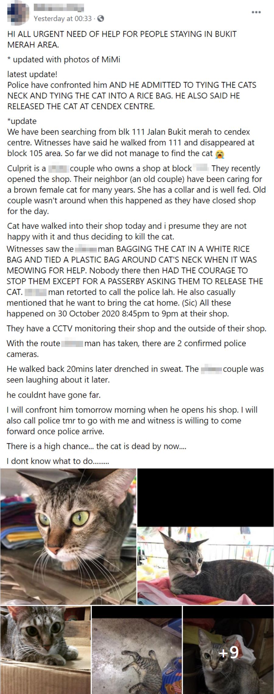 Oeffentlich berichtetes Bild von MustShareNews, lokal gesichert: Singapur: Gemeindekatze Mimi nach Einschnueren in einem Sack vermisst.