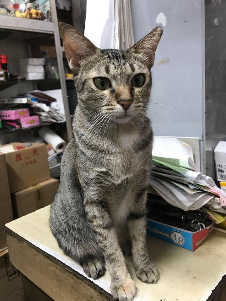 Oeffentlich berichtetes Bild von MustShareNews, lokal gesichert: Singapur: Gemeindekatze Mimi nach Einschnueren in einem Sack vermisst.