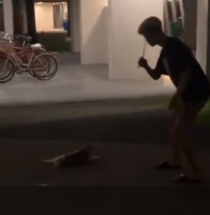 Von MustShareNews oeffentlich berichtetes Bild, lokal gesichert: Singapur: Mann in Compassvale soll versucht haben, eine streunende Katze mit einem Stock zu schlagen.