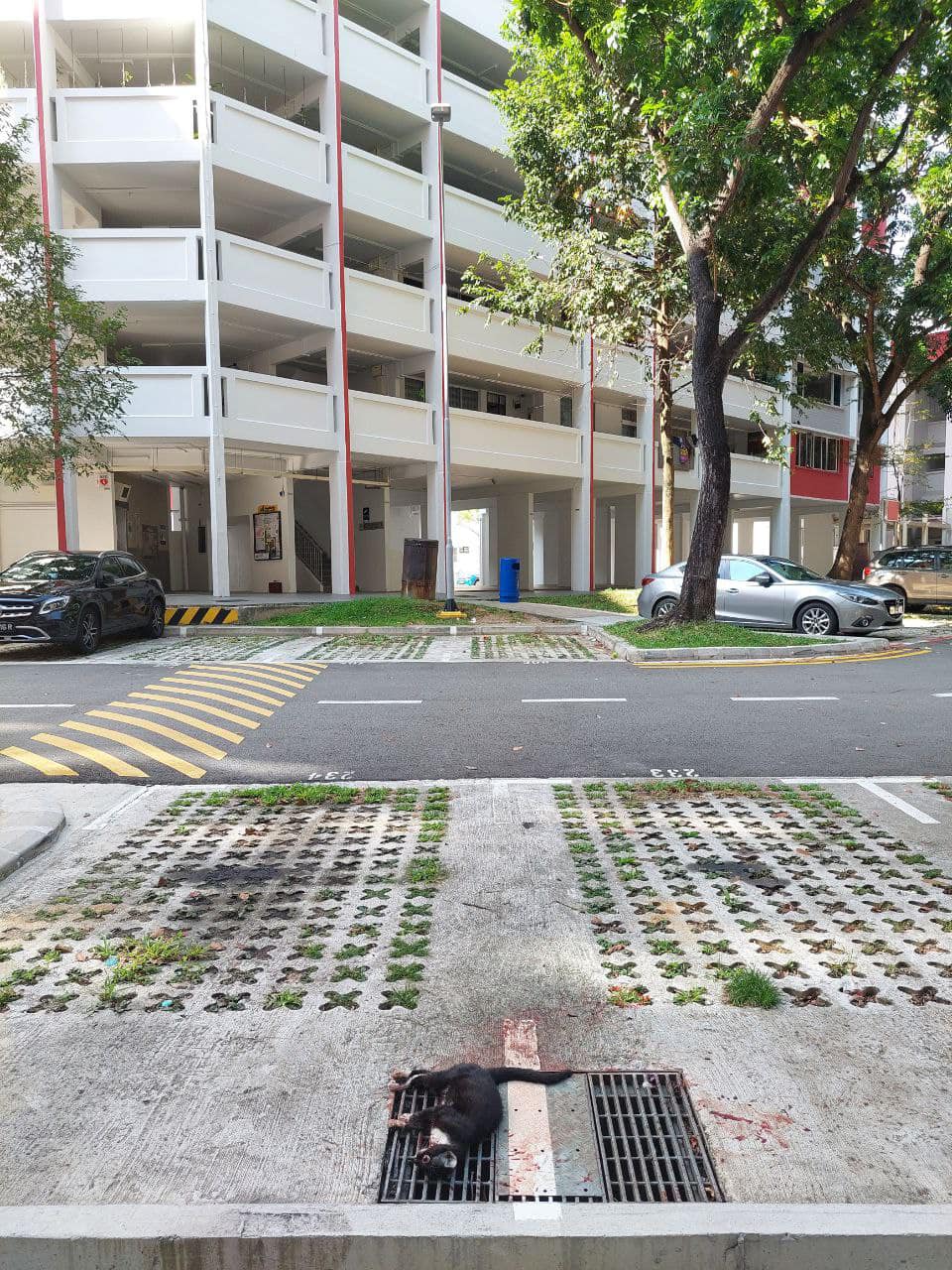 Von MustShareNews oeffentlich berichtetes Bild, lokal gesichert: Singapur: Community-Katze in Hougang mutmasslich aus der Hoehe geworfen und getoetet.
