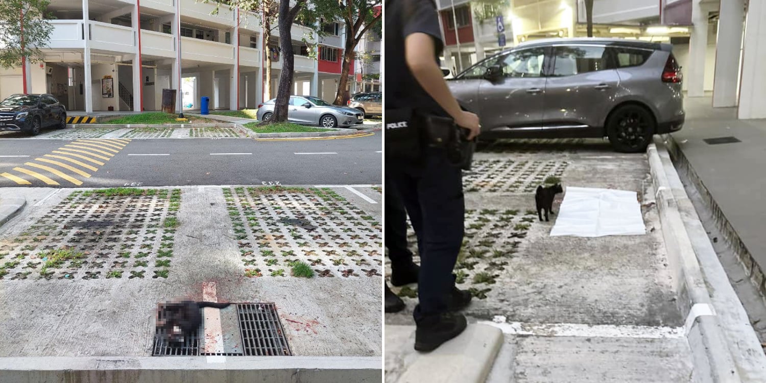 Von MustShareNews oeffentlich berichtetes Bild, lokal gesichert: Singapur: Community-Katze in Hougang mutmasslich aus der Hoehe geworfen und getoetet.