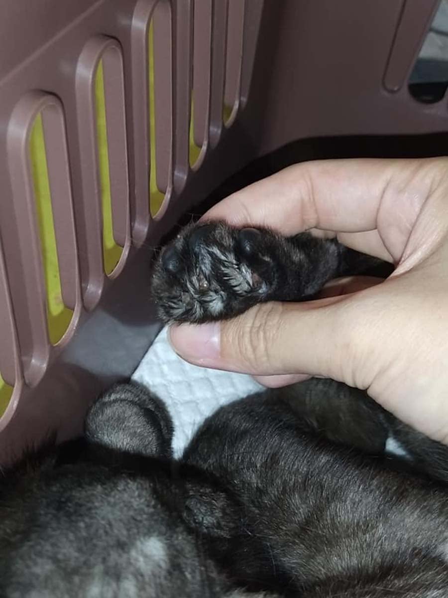 Von MustShareNews oeffentlich berichtetes Bild, lokal gesichert: Singapur: mutmassliche Entkrallung und Misshandlung einer Community-Katze in Jurong.