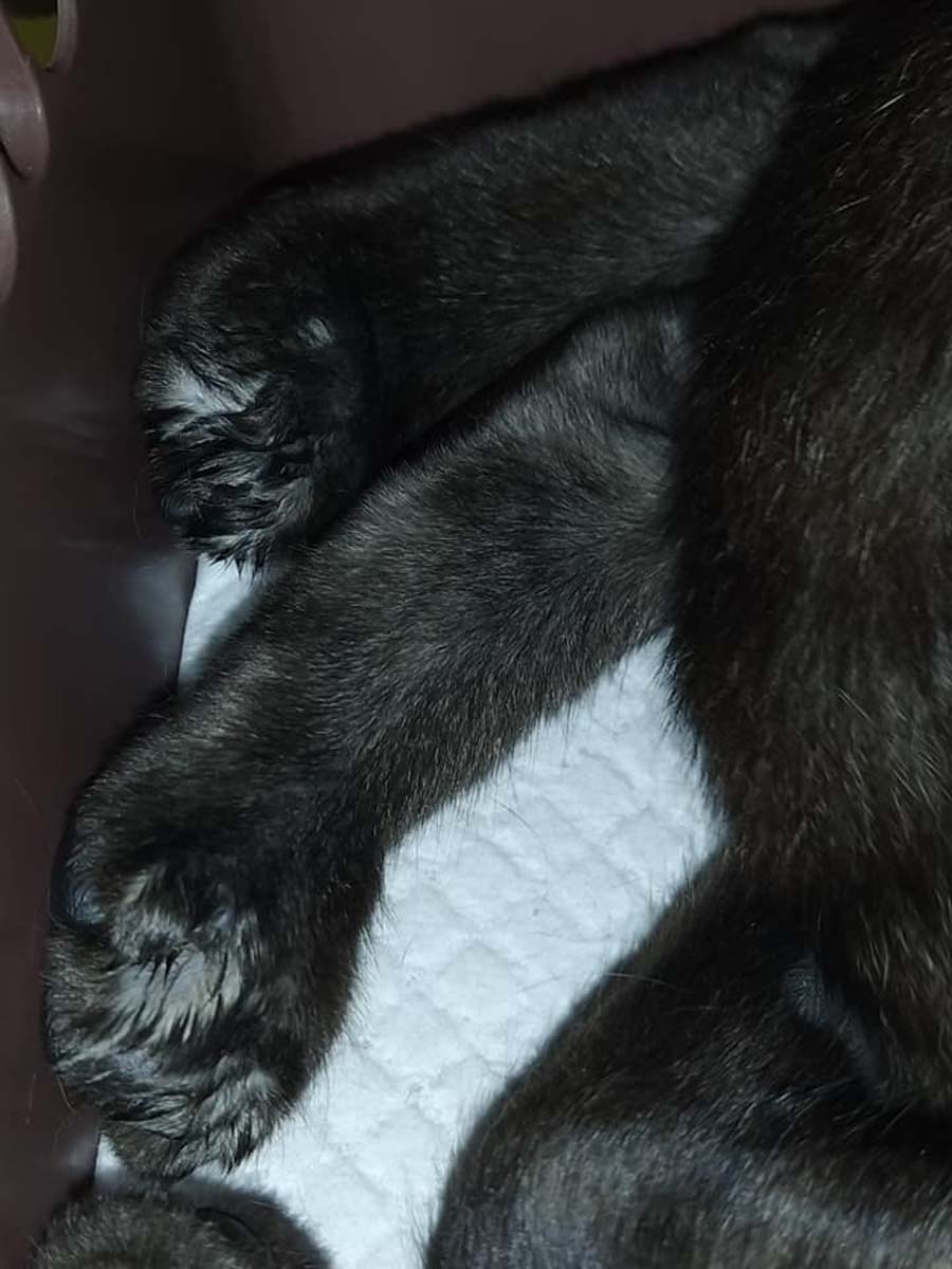 Von MustShareNews oeffentlich berichtetes Bild, lokal gesichert: Singapur: mutmassliche Entkrallung und Misshandlung einer Community-Katze in Jurong.
