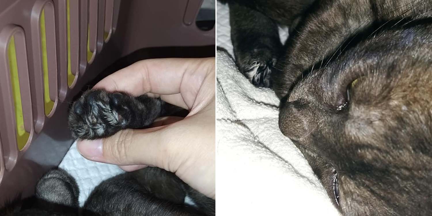 Von MustShareNews oeffentlich berichtetes Bild, lokal gesichert: Singapur: mutmassliche Entkrallung und Misshandlung einer Community-Katze in Jurong.