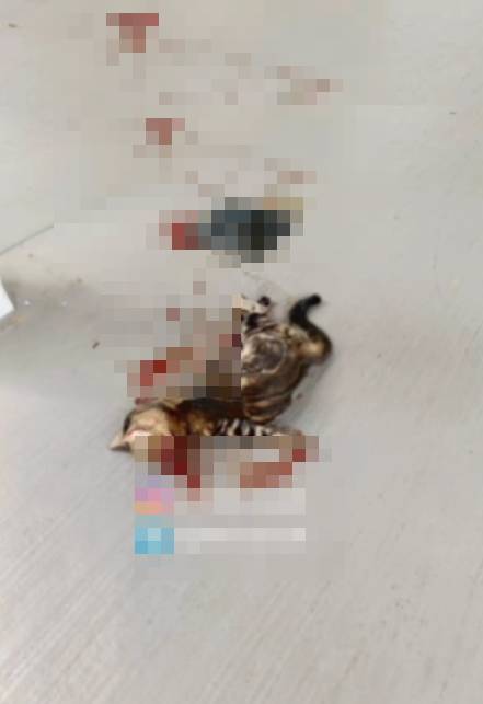 Bild aus oeffentlicher Berichterstattung, lokal gespeichert: Singapur Jurong West: Katze mutmasslich zu Tode geschlagen. Bildquelle: MustShareNews: Cat found allegedly beaten to death in Jurong West.