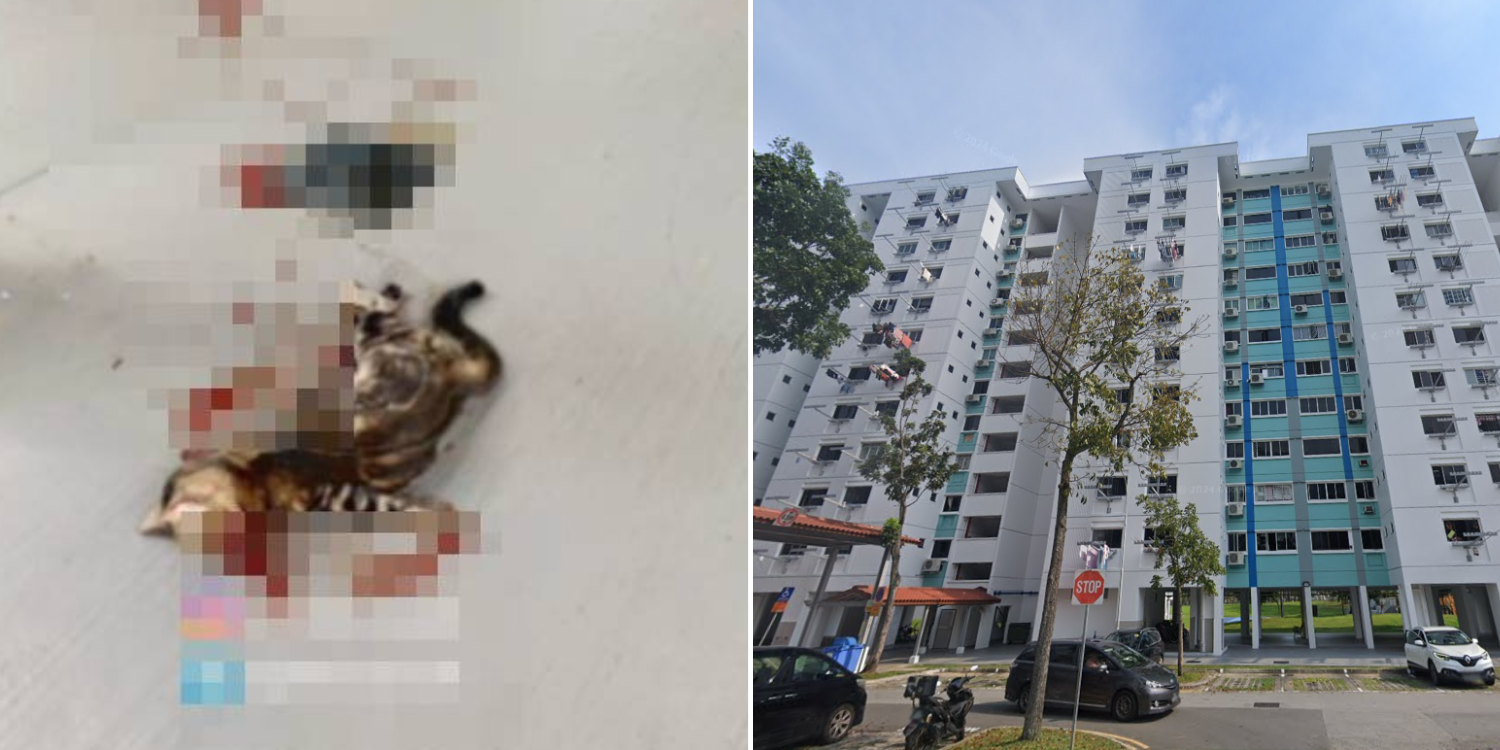 Bild aus oeffentlicher Berichterstattung, lokal gespeichert: Singapur Jurong West: Katze mutmasslich zu Tode geschlagen. Bildquelle: MustShareNews: Cat found allegedly beaten to death in Jurong West.