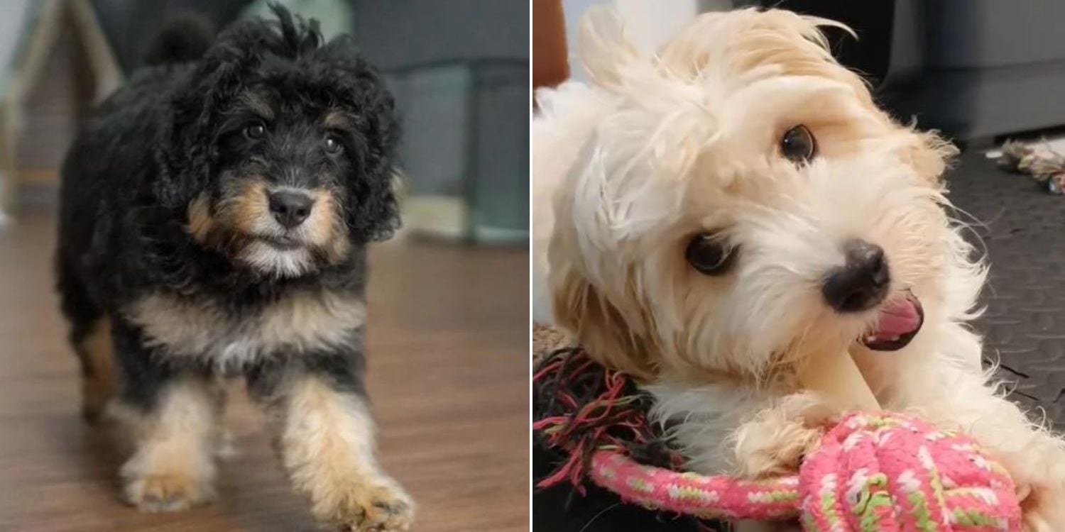 Von MustShareNews oeffentlich berichtetes Bild, lokal gesichert: Singapur: mutmassliche Vergiftung von Hunden am Kovan Field.