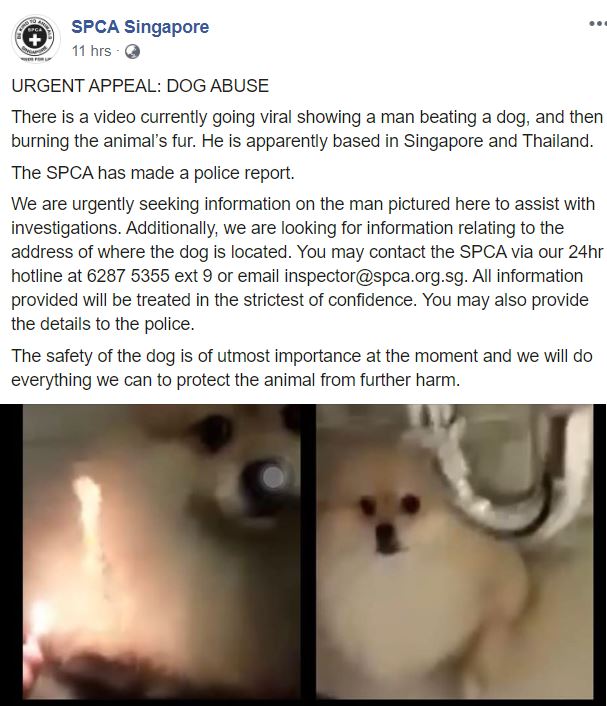 Oeffentlich berichtetes Bild von MustShareNews, lokal gesichert: Singapur: Mann schlaegt Hund und setzt Fell in oeffentlichem Video in Brand.