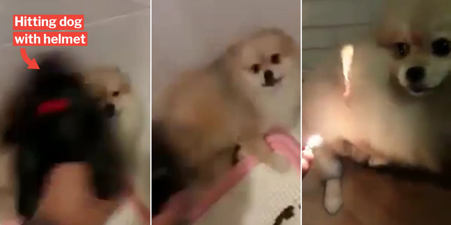 Oeffentlich berichtetes Bild von MustShareNews, lokal gesichert: Singapur: Mann schlaegt Hund und setzt Fell in oeffentlichem Video in Brand.