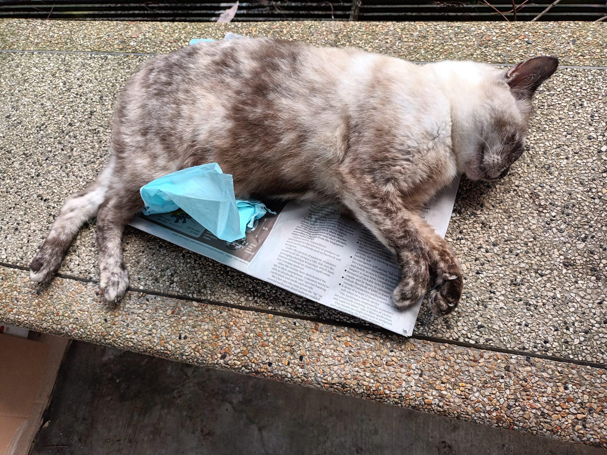 Bild aus oeffentlicher Berichterstattung, lokal gespeichert: Singapur Queenstown: Drei Gemeinschaftskatzen sterben mutmasslich durch Vergiftung. Bildquelle: MustShareNews: 3 Queenstown community cats die of suspected poisoning.