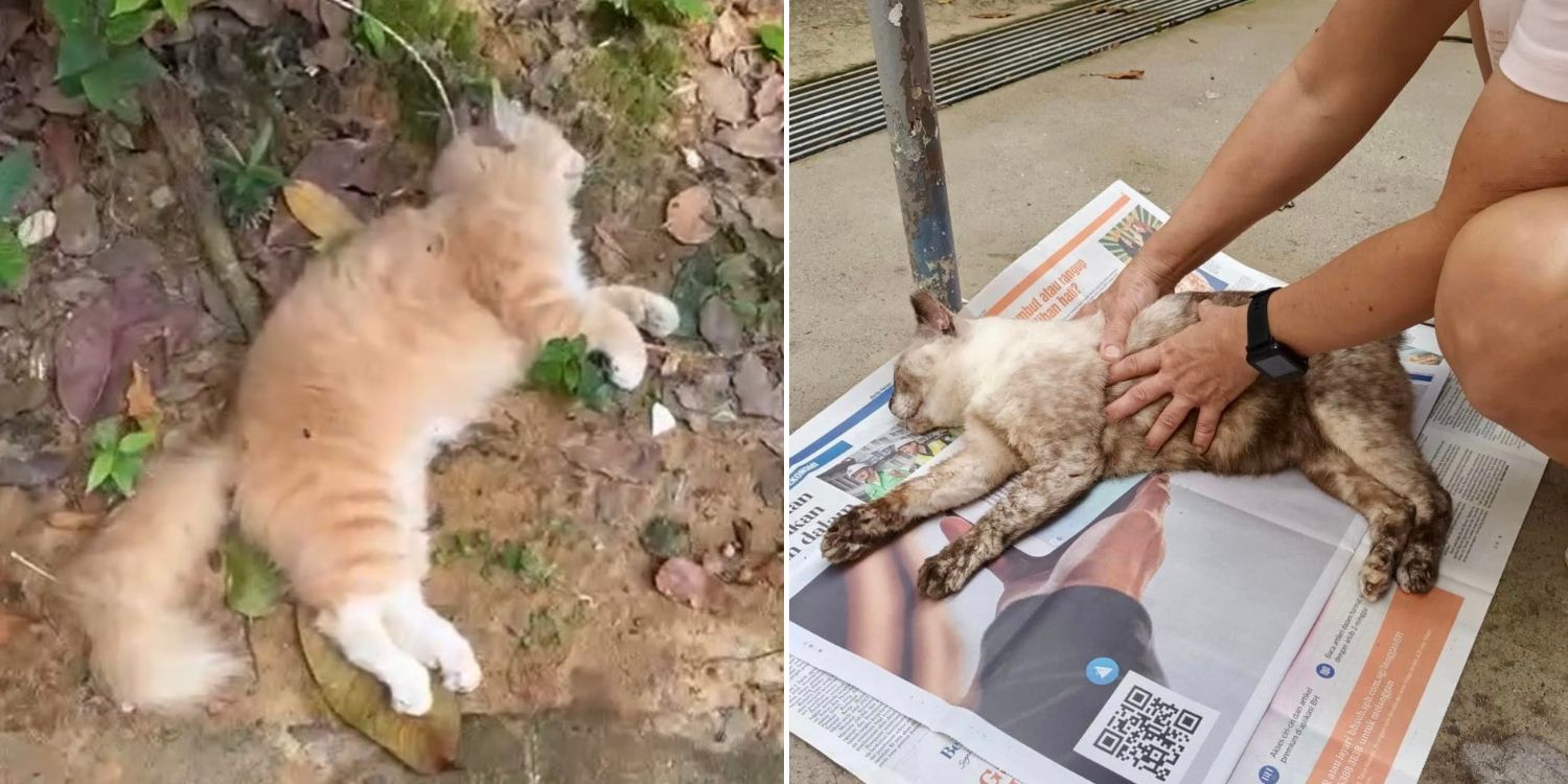 Bild aus oeffentlicher Berichterstattung, lokal gespeichert: Singapur Queenstown: Drei Gemeinschaftskatzen sterben mutmasslich durch Vergiftung. Bildquelle: MustShareNews: 3 Queenstown community cats die of suspected poisoning.