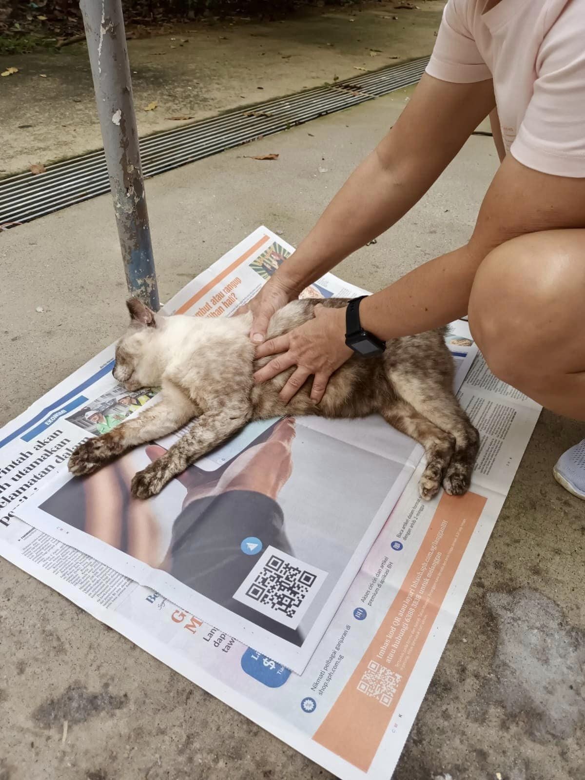 Bild aus oeffentlicher Berichterstattung, lokal gespeichert: Singapur Queenstown: Drei Gemeinschaftskatzen sterben mutmasslich durch Vergiftung. Bildquelle: MustShareNews: 3 Queenstown community cats die of suspected poisoning.