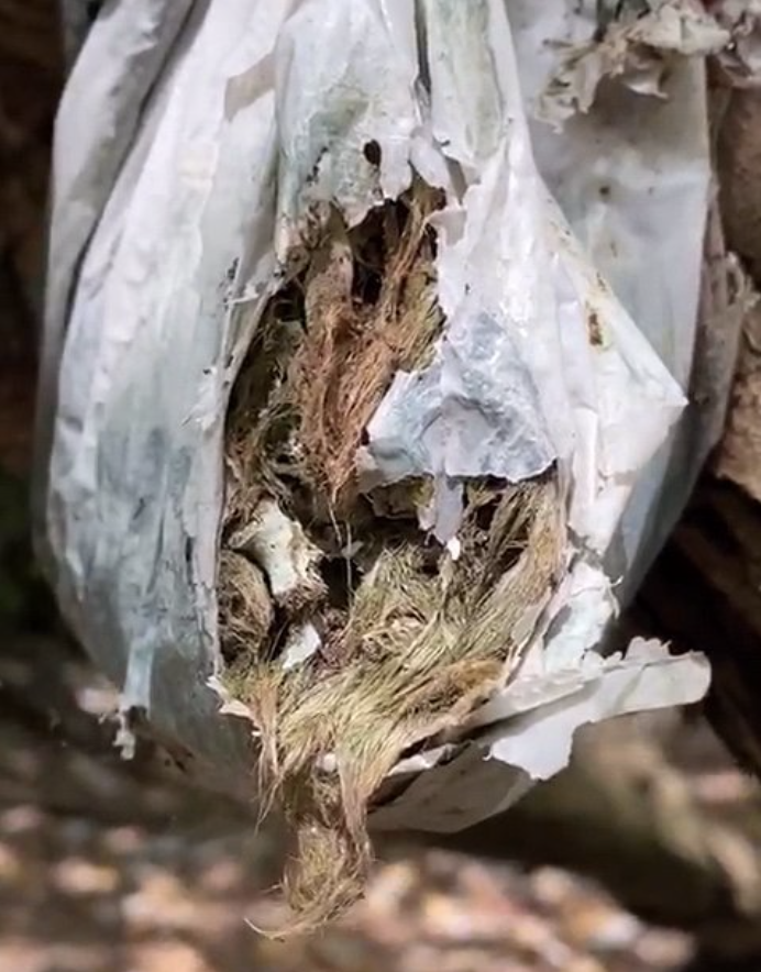 Oeffentlich berichtetes Bild von MustShareNews, lokal gesichert: Singapur: Verdacht auf laengerfristige Hundeverletzungen im Woodlands Forest.
