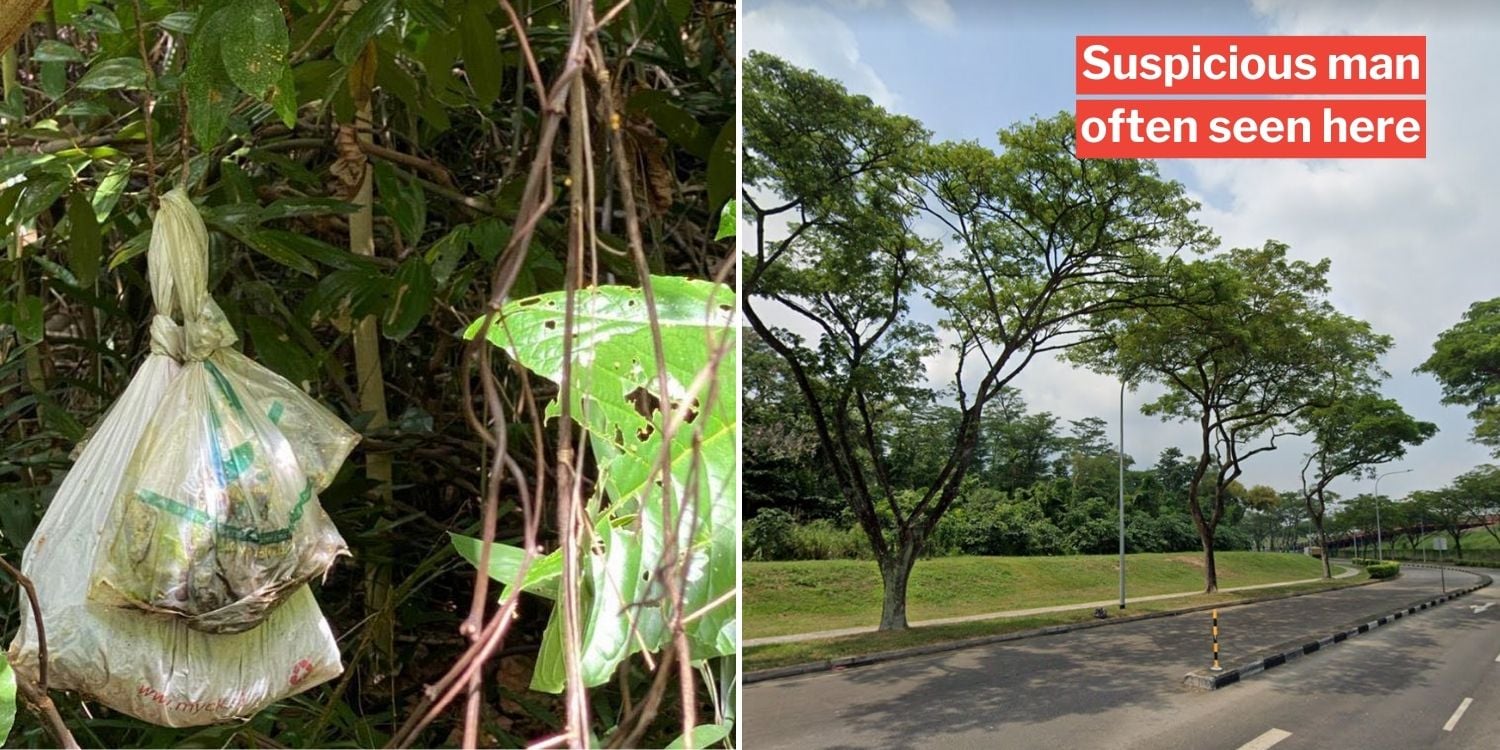 Oeffentlich berichtetes Bild von MustShareNews, lokal gesichert: Singapur: Verdacht auf laengerfristige Hundeverletzungen im Woodlands Forest.
