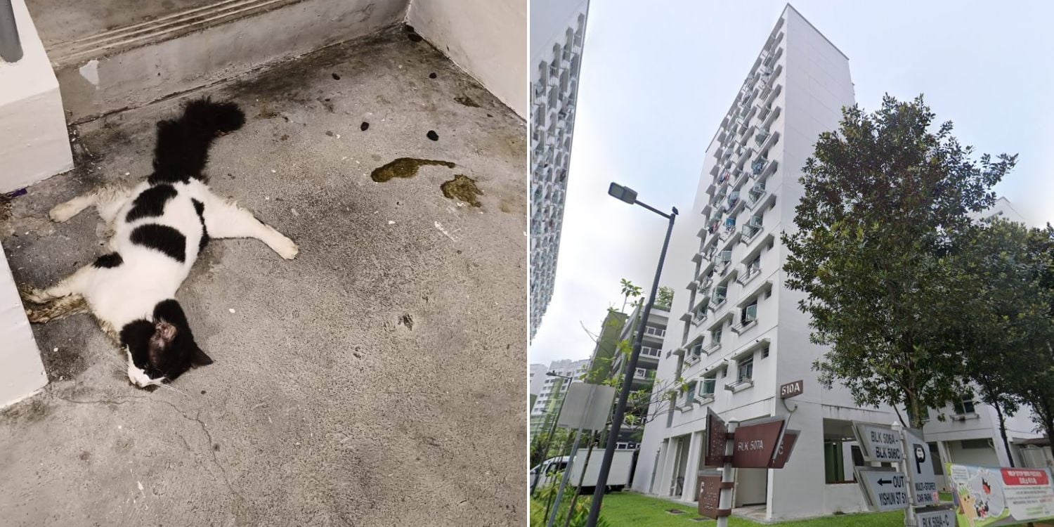 Yishun community cat found dead report image