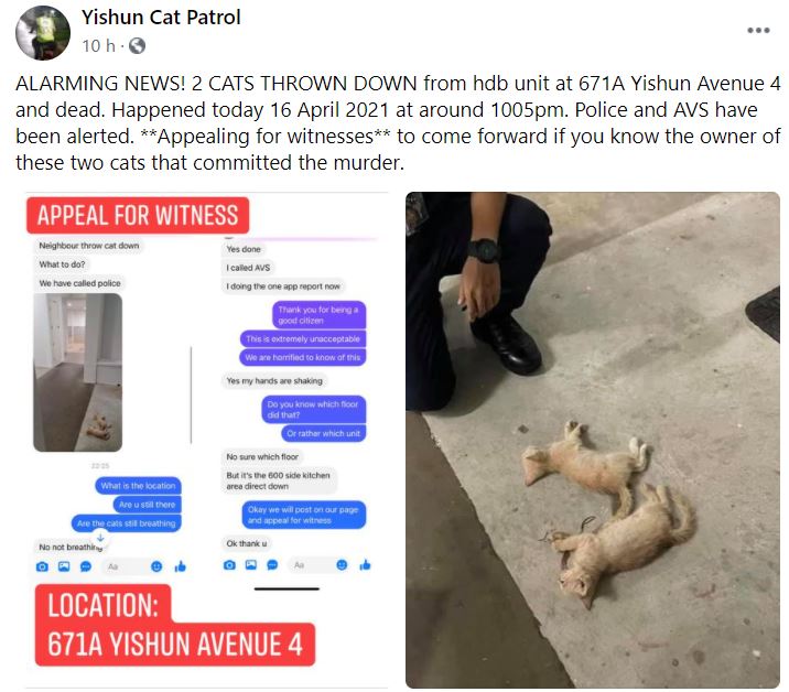 Von MustShareNews oeffentlich berichtetes Bild, lokal gesichert: Singapur: zwei junge Katzen in Yishun mutmasslich aus einem HDB-Block geworfen und tot aufgefunden.
