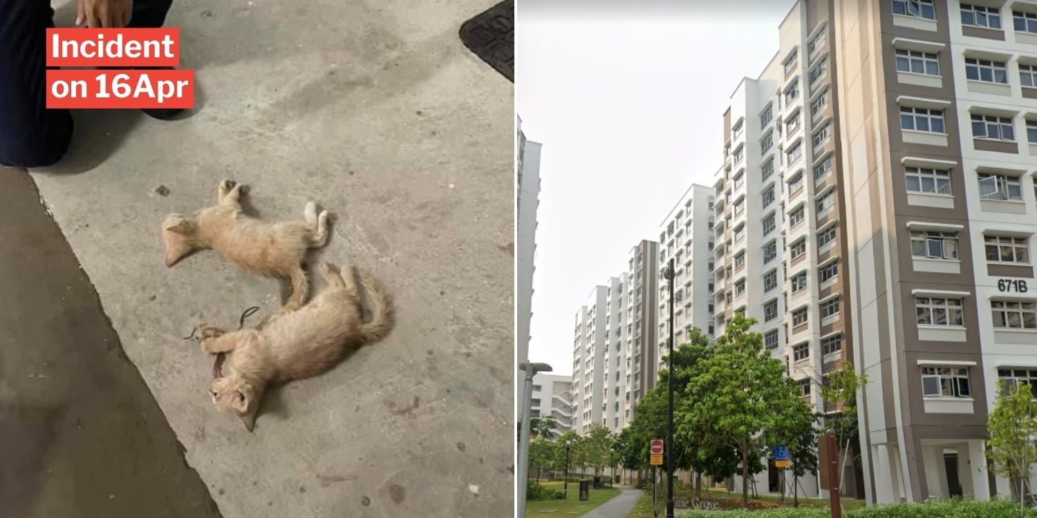 Von MustShareNews oeffentlich berichtetes Bild, lokal gesichert: Singapur: zwei junge Katzen in Yishun mutmasslich aus einem HDB-Block geworfen und tot aufgefunden.
