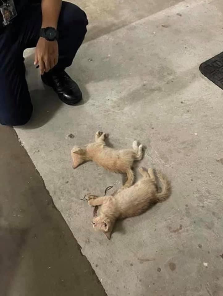 Von MustShareNews oeffentlich berichtetes Bild, lokal gesichert: Singapur: zwei junge Katzen in Yishun mutmasslich aus einem HDB-Block geworfen und tot aufgefunden.