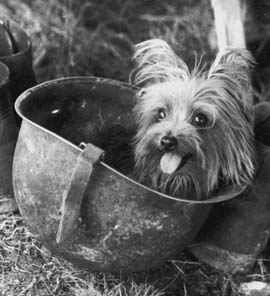 Oeffentliches Bild von Smoky in einem Militaerhelm. Bildquelle: Wikipedia / public article image, lokal gespeichert.