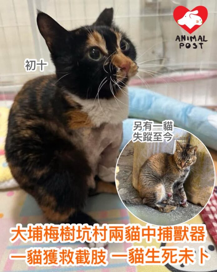Bilder zu Chushi vor und nach der Rettung