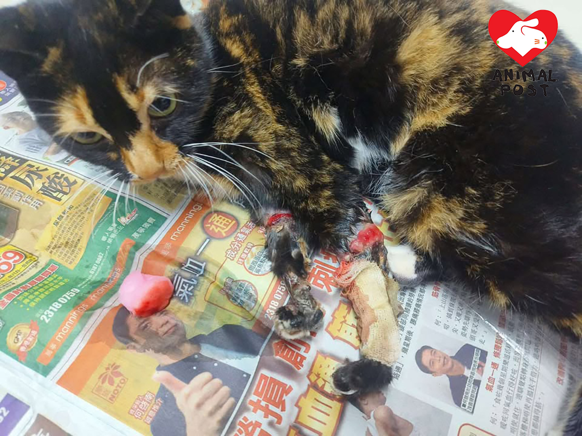 Chushi wird nach ihrer Rettung zur Behandlung gebracht