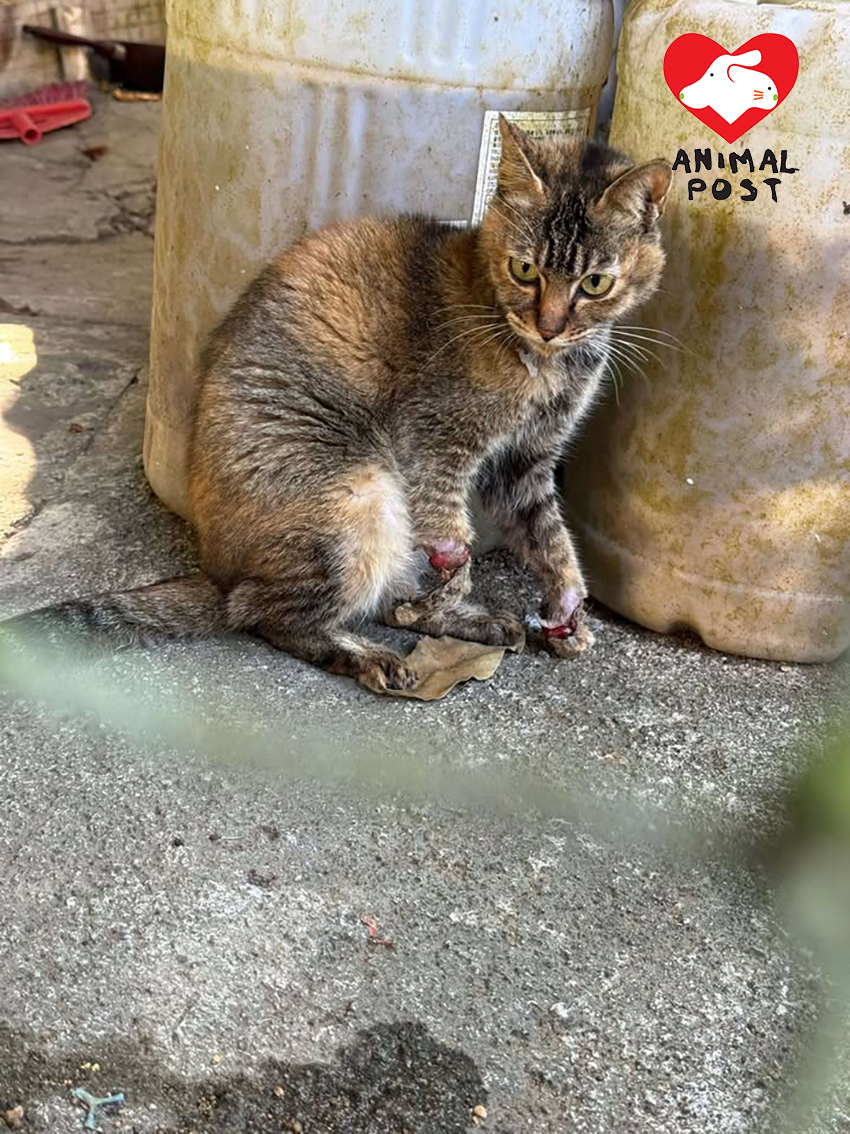 Oeffentliches Bild der zweiten verletzten Katze