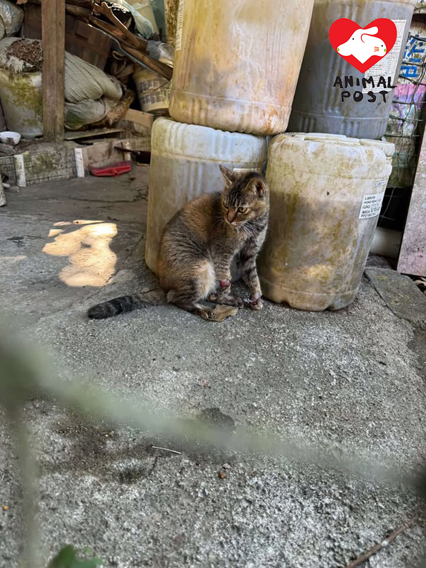 Verletzungsbild der zweiten Katze vor ihrem Verschwinden