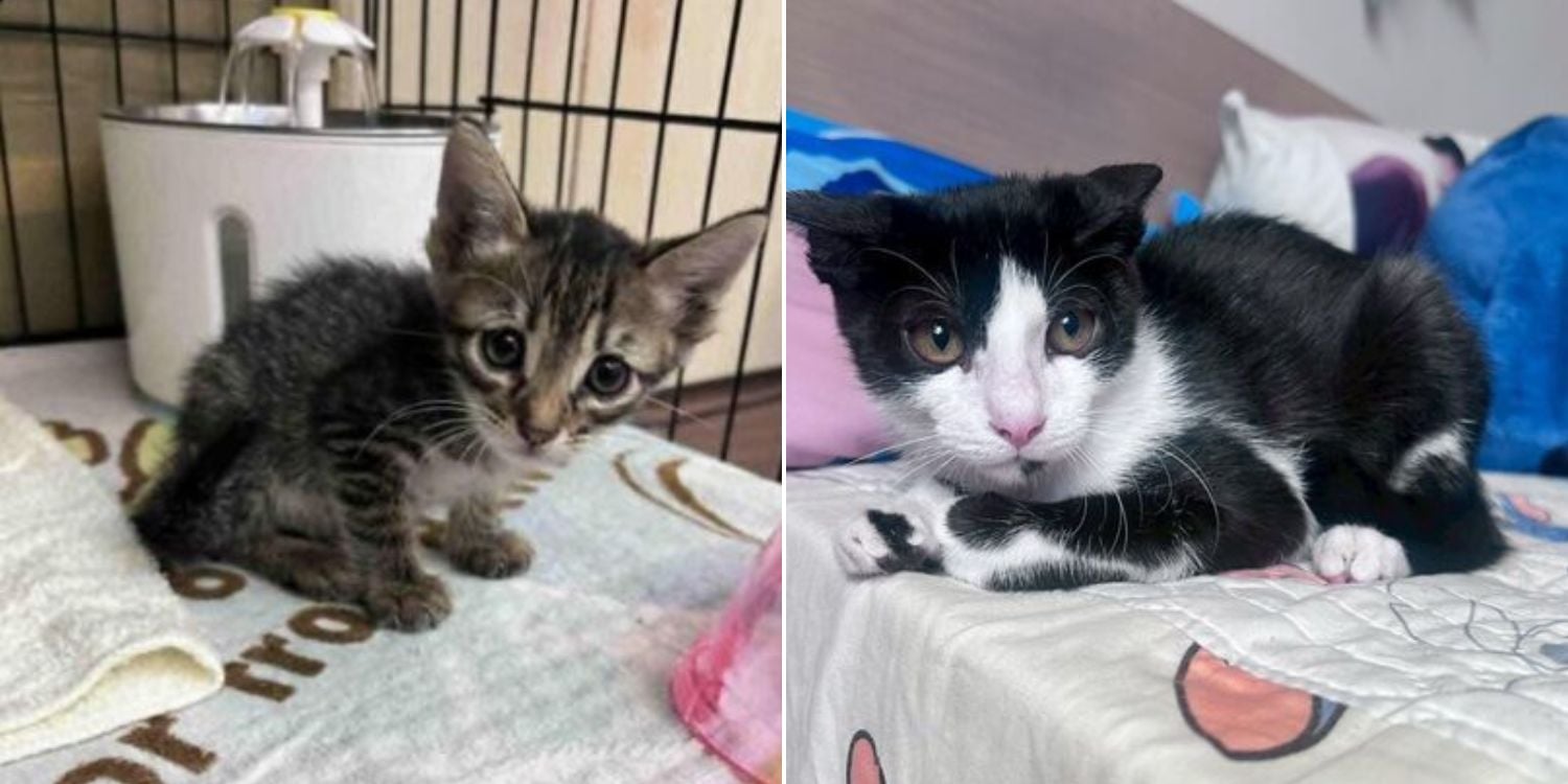 Oeffentlich berichtetes Bild, lokal gespeichert: Taiwan: Mann wegen Video einer in eine Mikrowelle gesetzten Katze untersucht. Bildquelle: MustShareNews: Man in Taiwan under investigation for video of cat being microwaved.