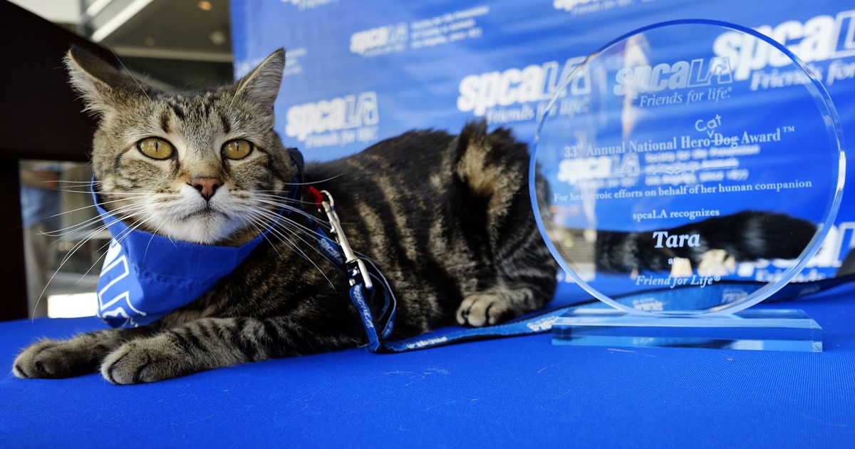 Oeffentliches Pressebild von Tara bei einer Auszeichnung durch SPCA LA. Bildquelle: The Spokesman-Review / AP, lokal gespeichert.